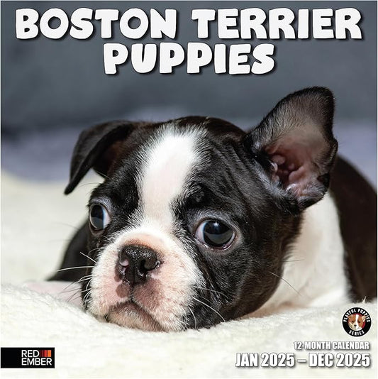 RED EMBER Boston Terrier Puppies 2025 Wall Calendar 12 Month | 12" x 24" Open | Thick & Sturdy Paper | Giftable | Calendar 2025