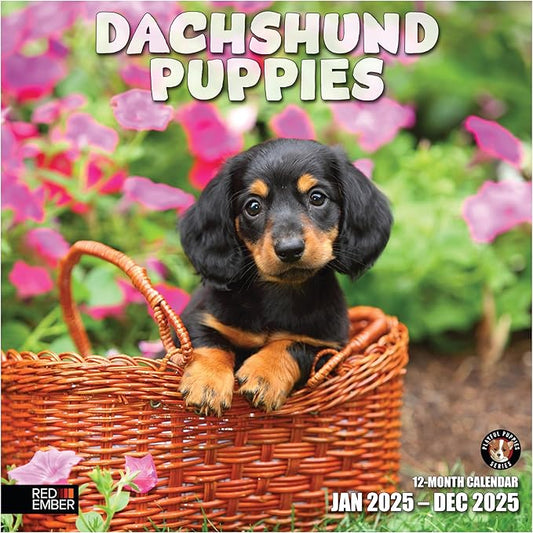 RED EMBER Dachshund Puppies 2025 Wall Calendar 12 Month | 12" x 24" Open | Thick & Sturdy Paper | Giftable | Calendar 2025