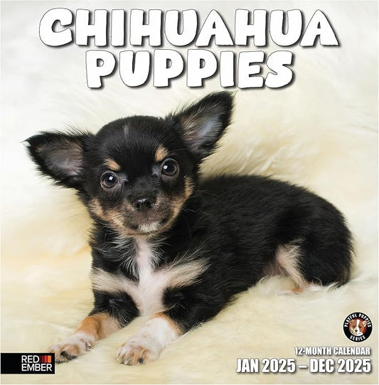 RED EMBER Chihuahua Puppies 2025 Wall Calendar 12 Month | 12" x 24" Open | Thick & Sturdy Paper | Giftable | Calendar 2025