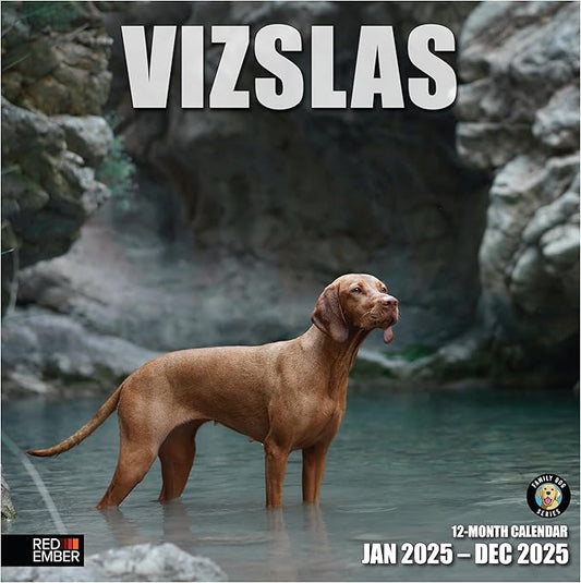 RED EMBER Vizslas 2025 Wall Calendar 12 Month | 12" x 24" Open | Thick & Sturdy Paper | Giftable | Calendar 2025