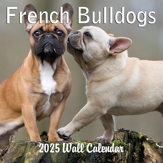 2025 French Bulldogs Monthly Hangable Wall Calendar | 12" x 24" | Thick Sturdy Paper | 2025 Dog Calendar