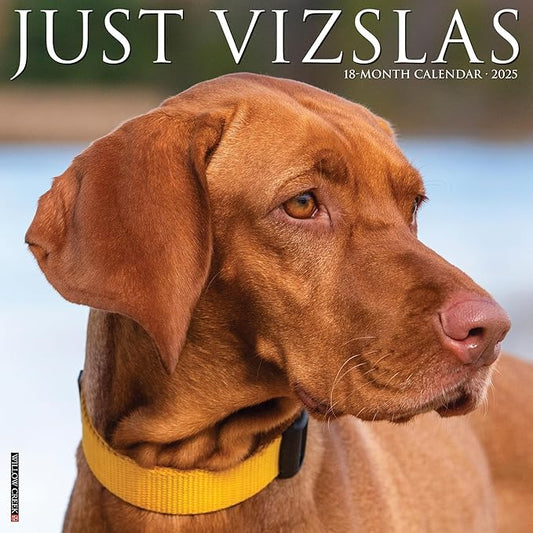 Willow Creek Press Vizslas Monthly 2025 Wall Calendar (12" x 12")