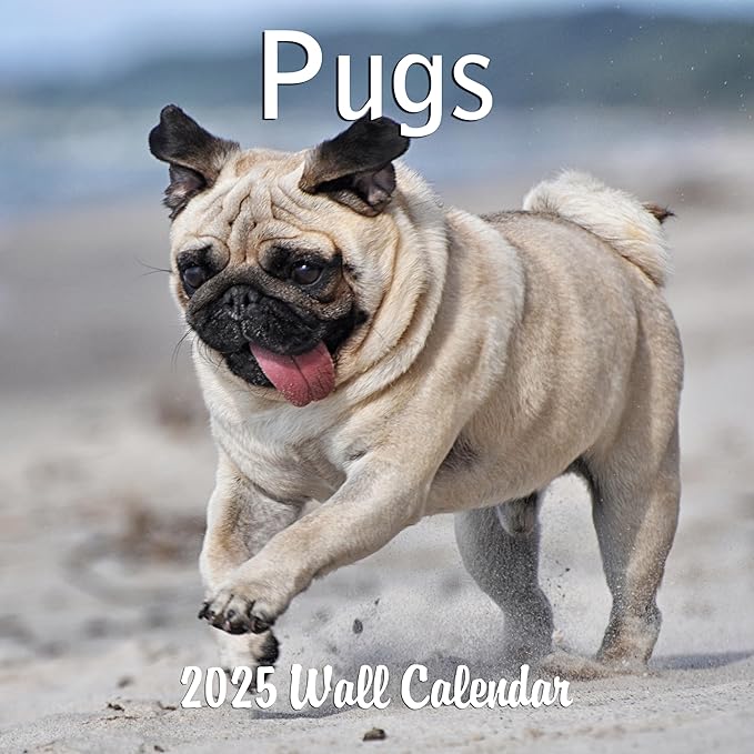 2025 Pugs Monthly Wall Calendar | 12" x 24" | Thick Sturdy Paper | Dog Calendar 2024-2025 (Pugs)