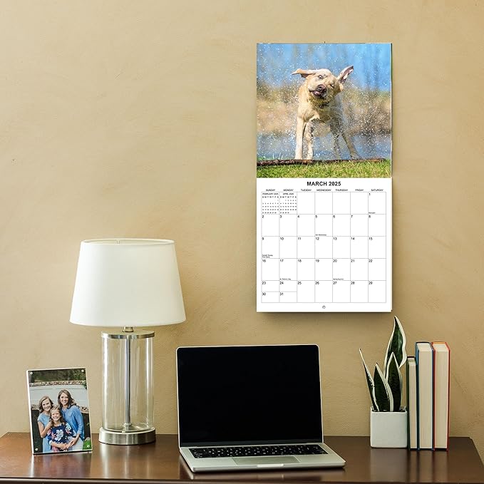 2025 Dogs Shaking it Up Monthly Wall Calendar - Dogs Making Funny Faces while Shaking Dry | 12" x 24" | Thick Sturdy Paper | Dog Calendar 2025