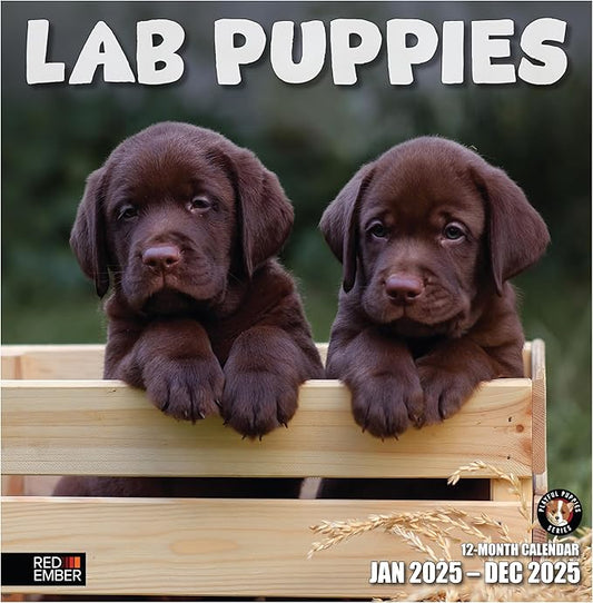RED EMBER Lab Puppies 2025 Wall Calendar 12 Month | 12" x 24" Open | Thick & Sturdy Paper | Giftable | Calendar 2025