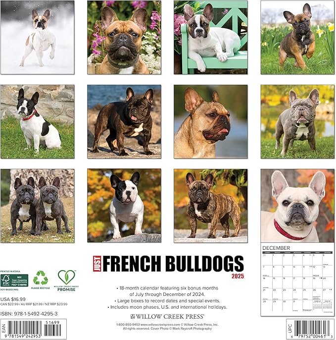 Willow Creek Press French Bulldogs Monthly 2025 Wall Calendar (12" x 12")