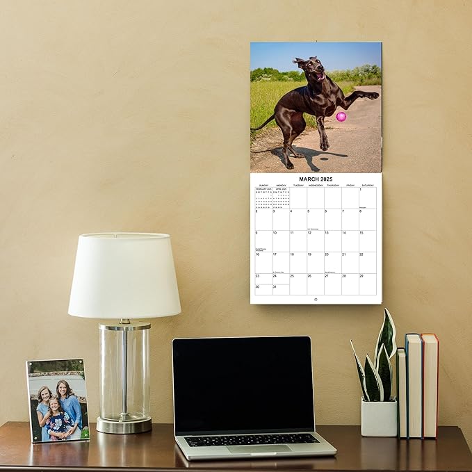 2025 Silly Dogs Monthly Wall Calendar | 12" x 24" | Thick Sturdy Paper | Funny Dog Calendar 2024-2025