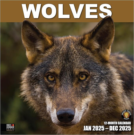 RED EMBER Select - Wolves 2025 Wall Calendar 12 Month | 12" x 24" Open | Thick & Sturdy Paper | Giftable | Calendar 2025