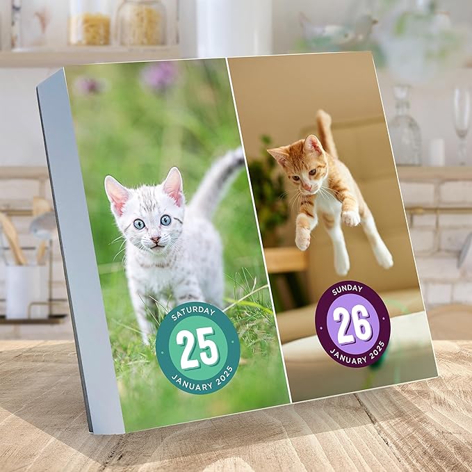 TF PUBLISHING 2025 Cat A Day Daily Desktop Calendar - Home and Office Organization - Over 300 Full-Color Easy Tear-Off Pages - Attached Fold-Out Cardboard Easel for Desks - 5.25” x 5.25”