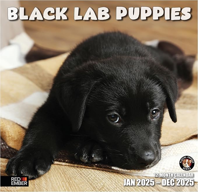 RED EMBER Black Lab Puppies 2025 Wall Calendar 12 Month | 12" x 24" Open | Thick & Sturdy Paper | Giftable | Calendar 2025