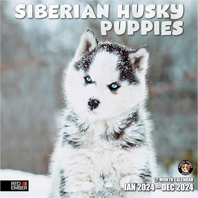 RED EMBER Siberian Husky Puppies 2024 Wall Calendar 12 Month | 12" x 24" Open | Thick & Sturdy Paper | Giftable | Calendar 2024