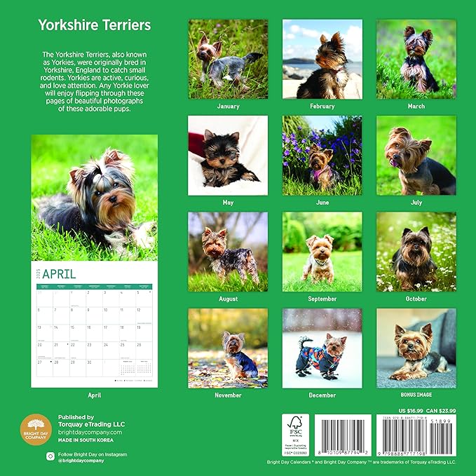 2025 Yorkshire Terriers Monthly Wall Calendar by Bright Day, Includes Over 300 Stickers, 12 x 12 Inch