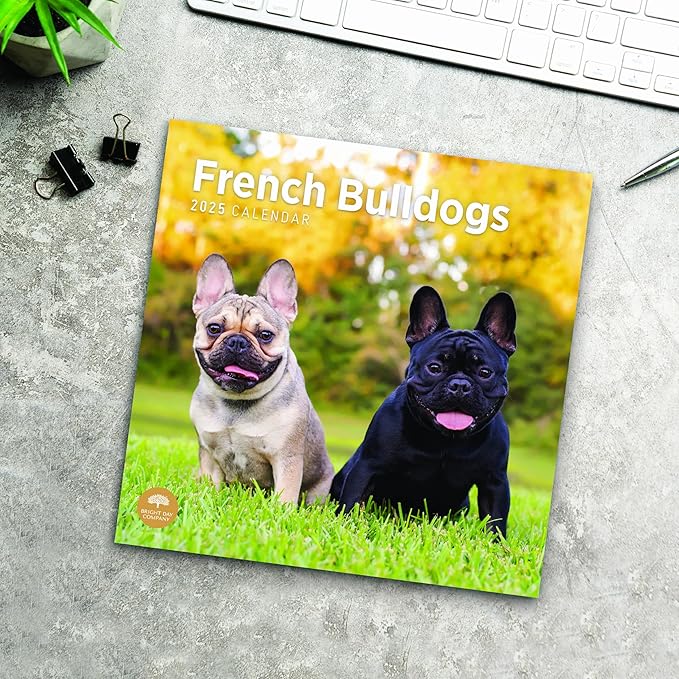 2025 French Bulldogs Monthly Wall Calendar by Bright Day, 12 x 12 Inch Cute Dog Breed Gift