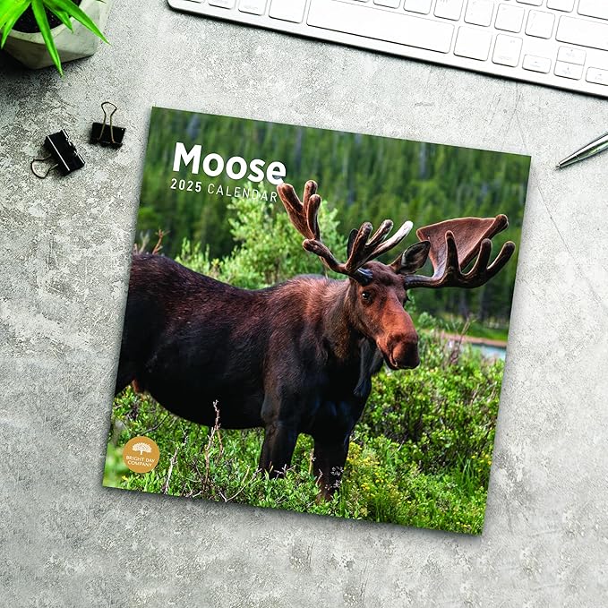 2025 Moose Monthly Wall Calendar by Bright Day, 12 x 12 Inch Cute Nature Photography Gift