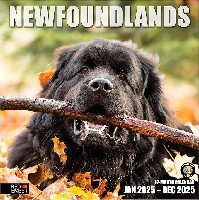 RED EMBER Newfoundlands 2025 Wall Calendar 12 Month | 12" x 24" Open | Thick & Sturdy Paper | Giftable | Calendar 2025
