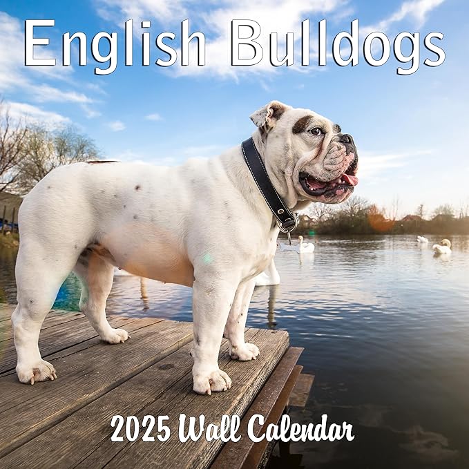 2025 English Bulldogs Monthly Wall Calendar | 12" x 24" | Thick Sturdy Paper | Dog Calendar 2024-2025
